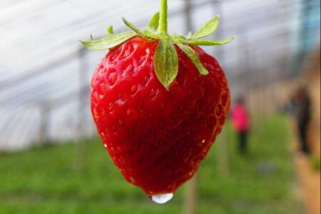 food_picture