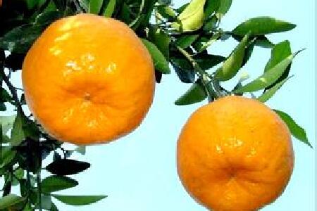 food_picture