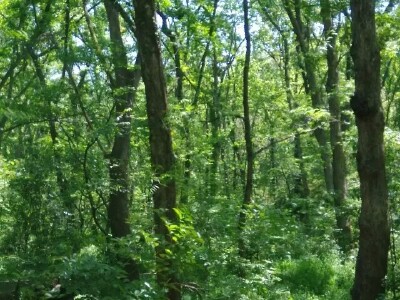 南京明孝陵好玩吗?(已解决)