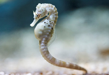 塔斯马尼亚海马世界和南洋水族馆