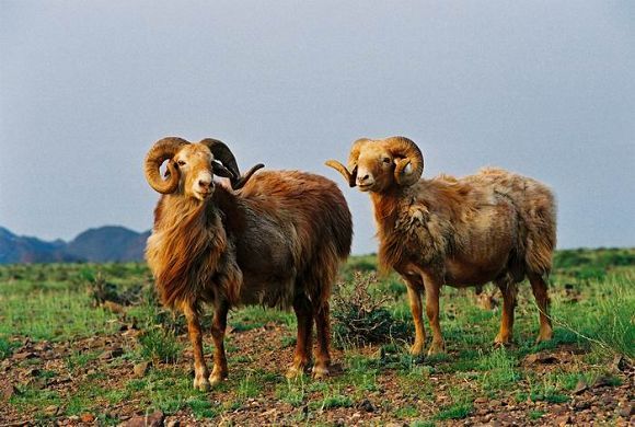 巴什拜羊是裕民县当地的野生盘羊和土种羊杂交培育出的名优小畜品种