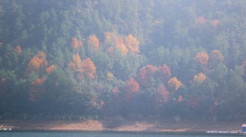 千岛湖好运岛1日游 含好运岛门票 七里扬帆游