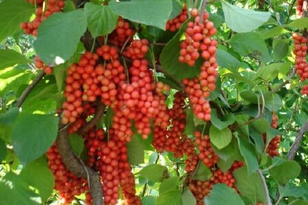 food_picture