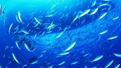 太平洋海底世界