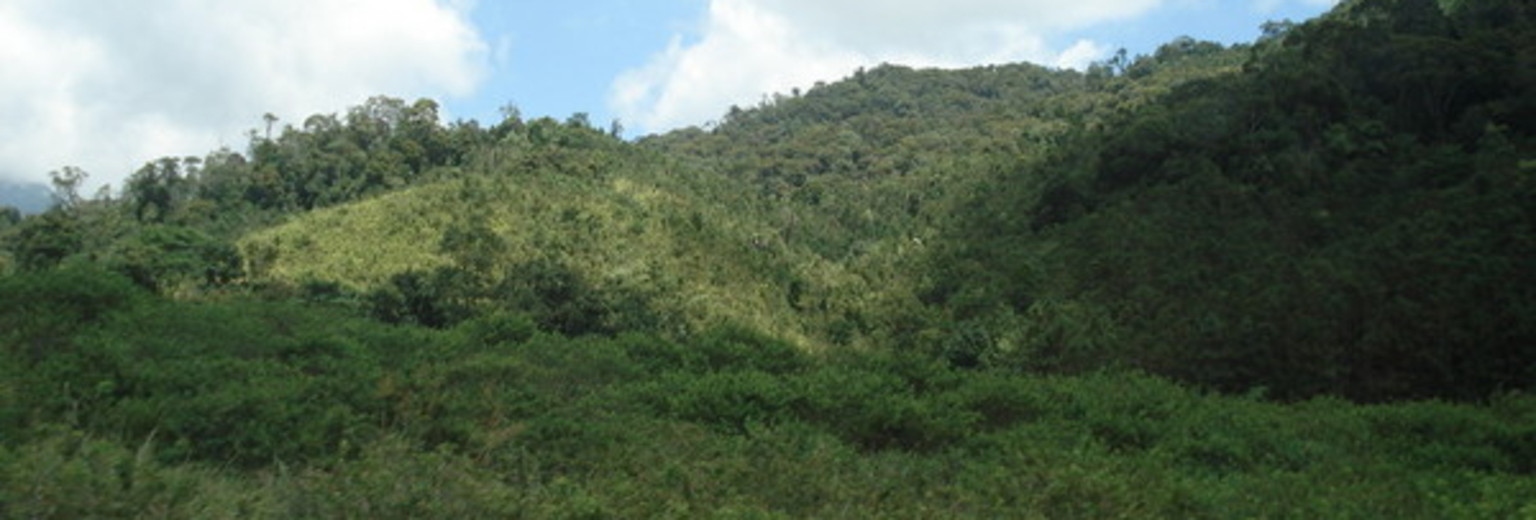 雨林谷