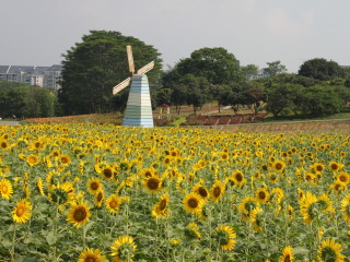 85元!享价值224元的 东莞松山湖-梦幻百花洲1