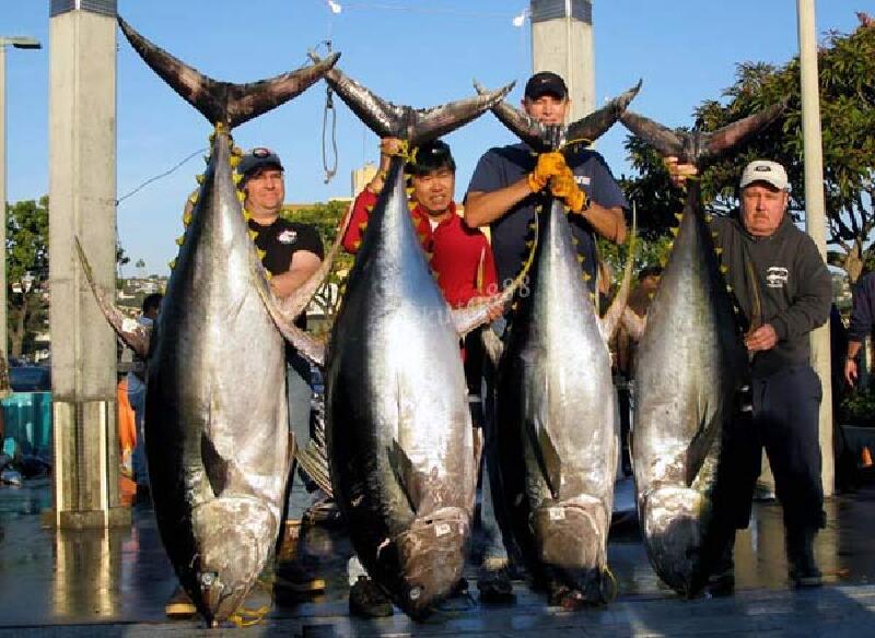 【黑鲔鱼】价格_专卖店_哪里买