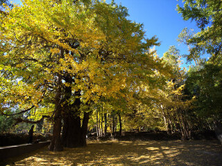云南騰沖旅行跟團(tuán)_云南騰沖旅游跟團(tuán)多少錢_云南騰沖游花多少錢