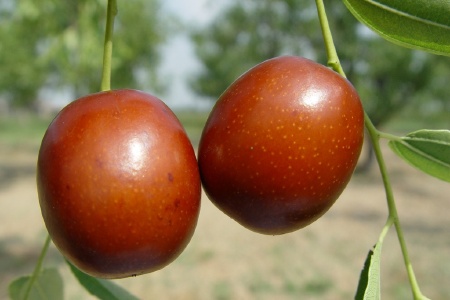 food_picture
