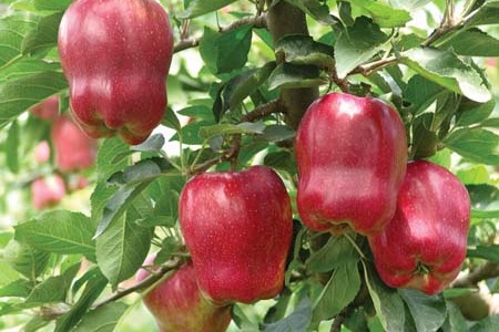food_picture