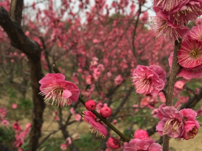 南京明孝陵好玩吗?(已解决)