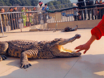 【2019】湖州长兴扬子鳄村旅游攻略_湖州长兴