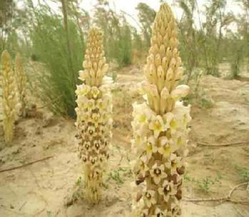 【内蒙古苁蓉】价格_专卖店_哪里买