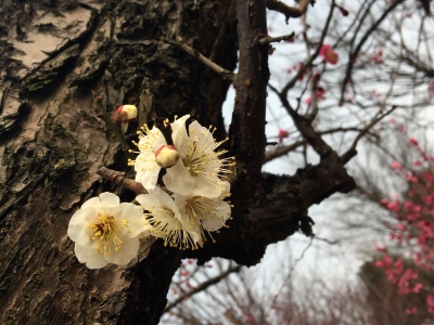 南京明孝陵好玩吗?(已解决)