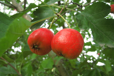 food_picture