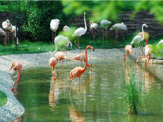 大连森林动物园大连森林动物园攻略_大连森林