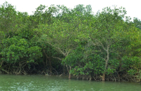 后港湾红树林