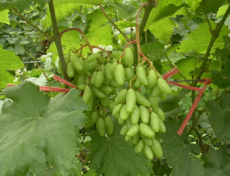 【从化世外萄园门票价格】2018广州从化世外