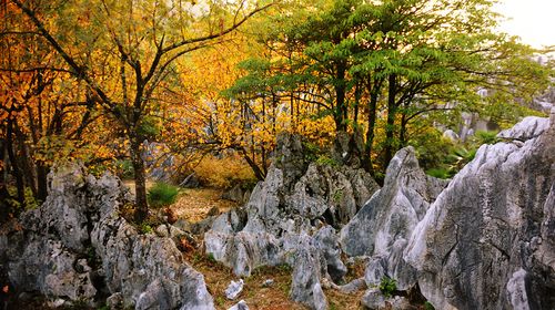  千岛湖桂花岛-农夫山泉基地-灵栖洞汽车1晚2日游>千岛湖桂花岛,灵栖