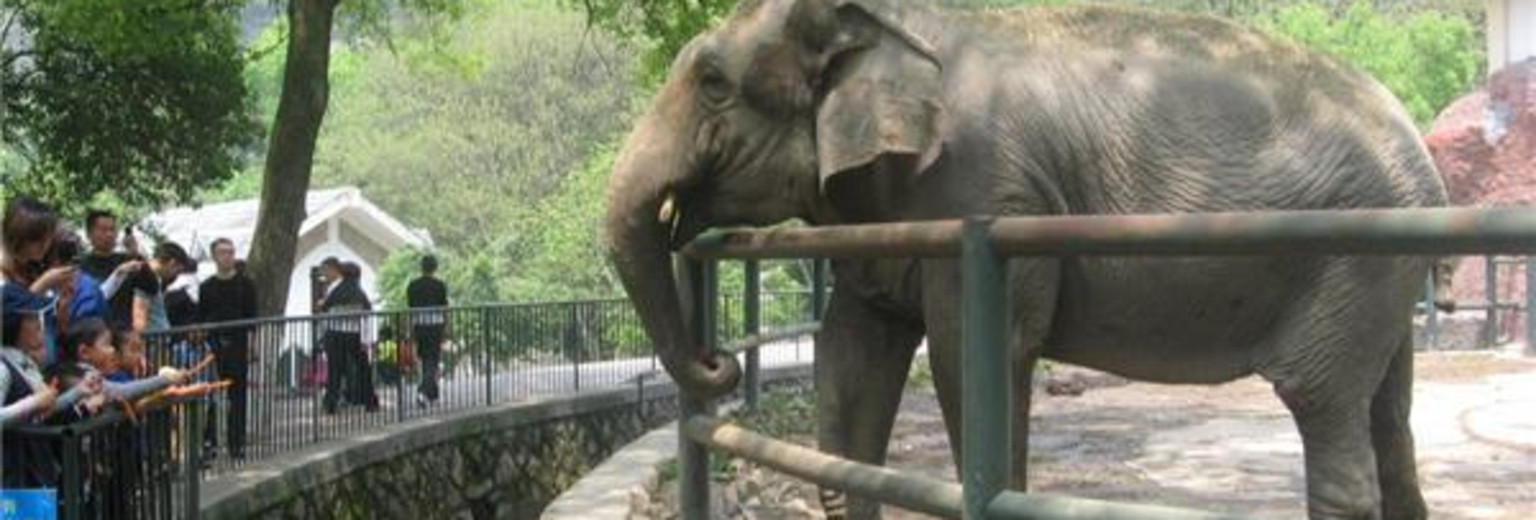 温州动物园大象