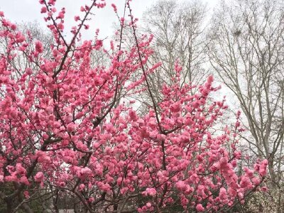 南京明孝陵好玩吗?(已解决)