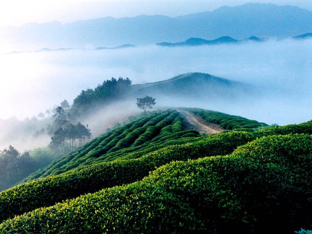  西双版纳大巴3晚4日游>勐景来风景区,万亩茶园,普洱国家森林公园,大