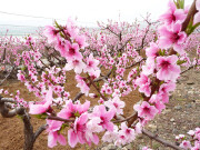 澳门新濠天地水舞间成人B区17:00优惠套票 演