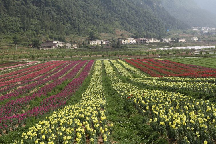 壁纸 成片种植 风景 植物 种植 桌面 755_503