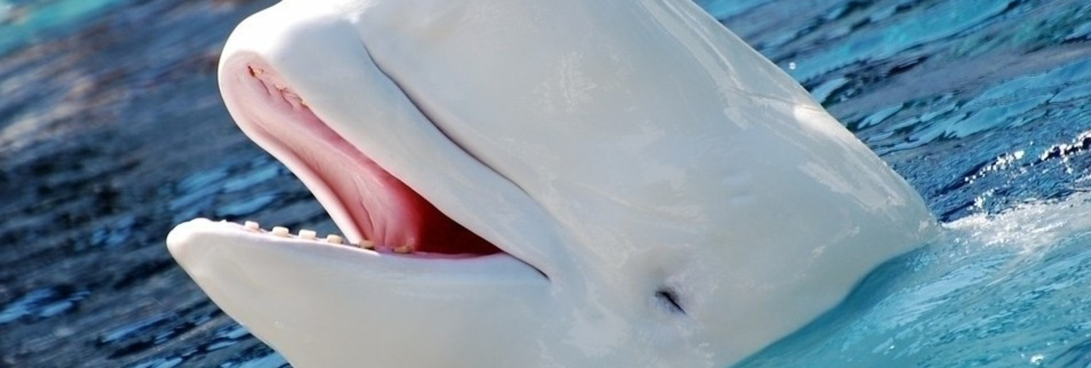 中华白海豚在微笑
