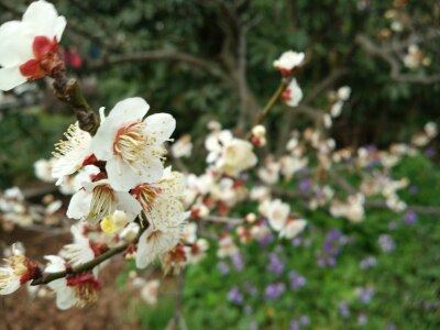 南京明孝陵好玩吗?(已解决)