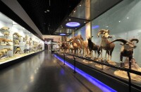 参观动物博物馆