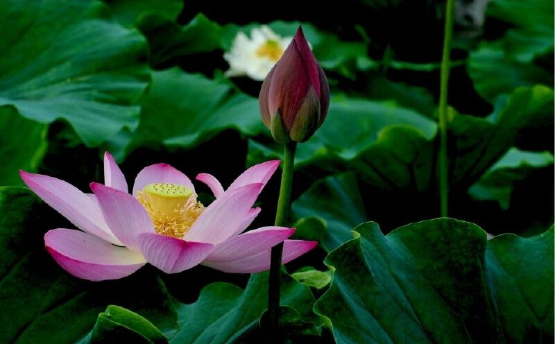 成都蜀水荷乡千手观音园简介_介绍_成都蜀水