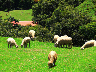 台湾阿里山樱花季清境农场垦丁萤火虫恒春水疗