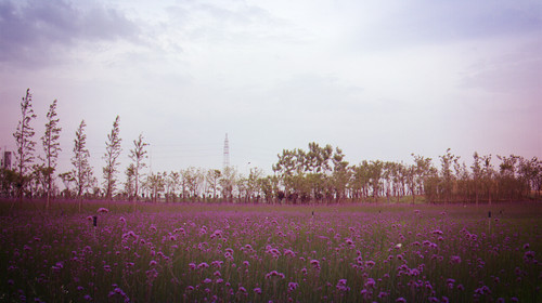 杭州湾海上花田景区