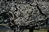赏梅，品食龙池三宝
