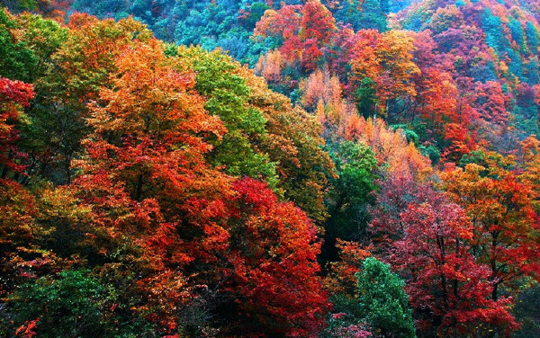 ɽξȫ