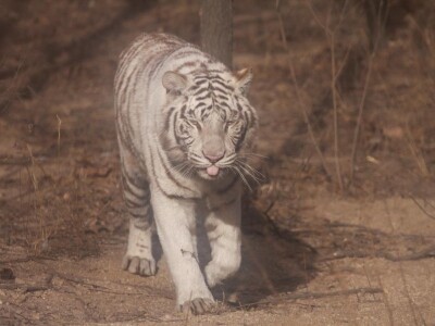 【八达岭野生动物园门票价格_2013北京八达岭