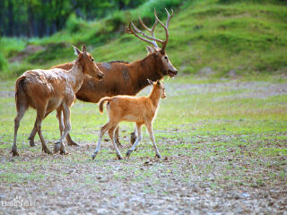 盐城大丰麋鹿国家级自然保护区旅游攻略_201