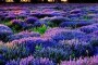 东方普罗旺斯薰衣草庄园