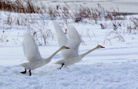 与天鹅亲密接触
