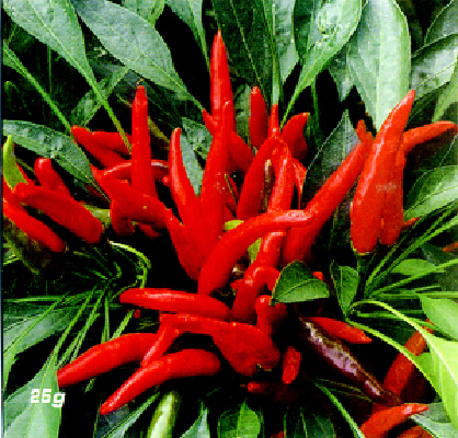 【柘城县图片】柘城县风景图片