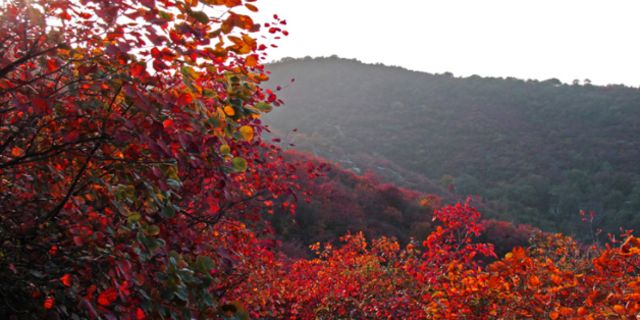 【竹林长寿山景区图片】巩义市风景图片_旅游景点照片