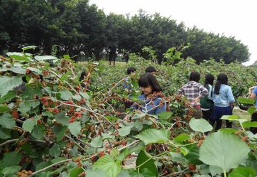 花都宝桑园图片