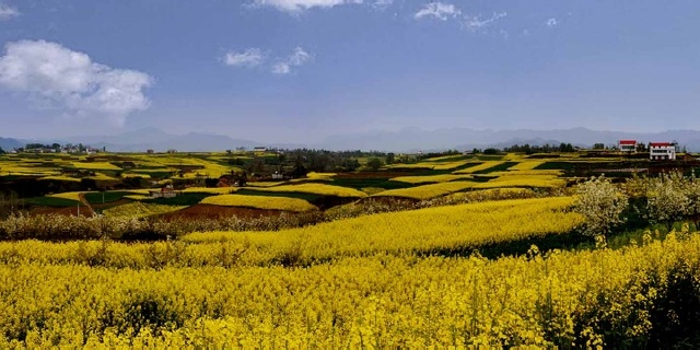 【汉中油菜花图片】汉台区风景图片_旅游景点照片_途牛