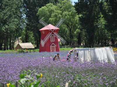 北京东方普罗旺斯熏衣草庄园好玩吗?(已解决)_游客点评_途牛