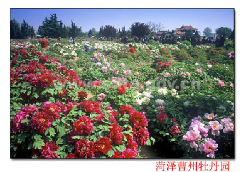 菏泽曹州牡丹园