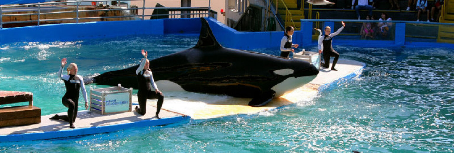【2018】迈阿密水族馆旅游攻略_迈阿密水族馆