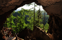 游火山口地下森林