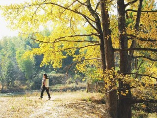 天井山青檀树是位于天井山双泉寺的东面,树龄有一千两百多年与舍利塔