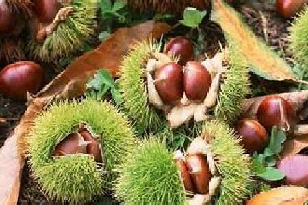 food_picture